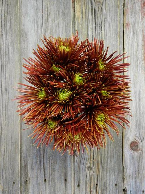CHISPA BRONZE SPIDER MUMS